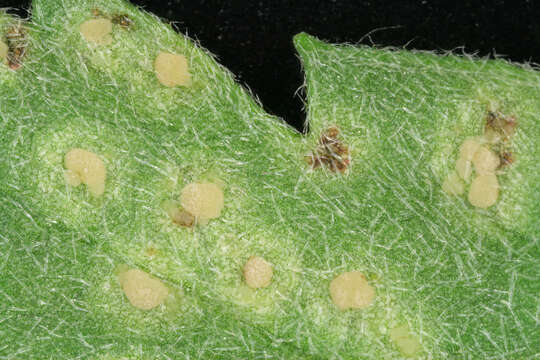 Imagem de Puccinia horiana Henn. 1901