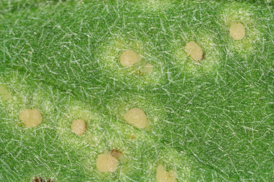 Sivun Puccinia horiana Henn. 1901 kuva