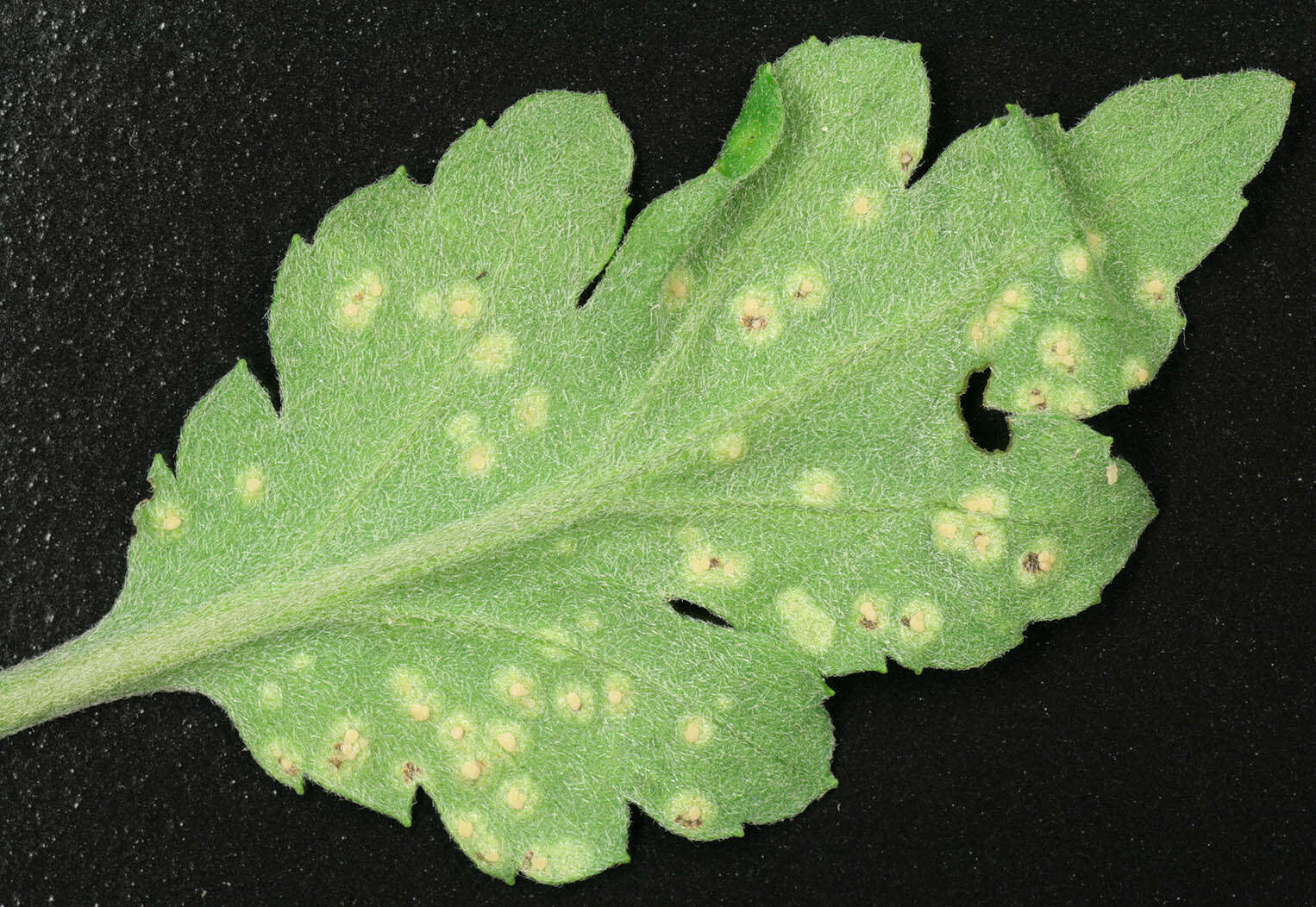 Imagem de Puccinia horiana Henn. 1901