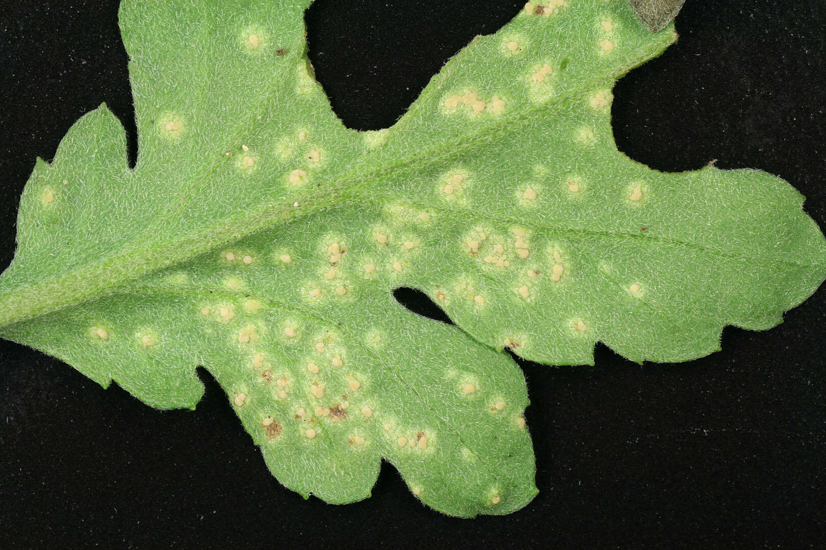 Imagem de Puccinia horiana Henn. 1901