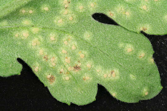 Imagem de Puccinia horiana Henn. 1901