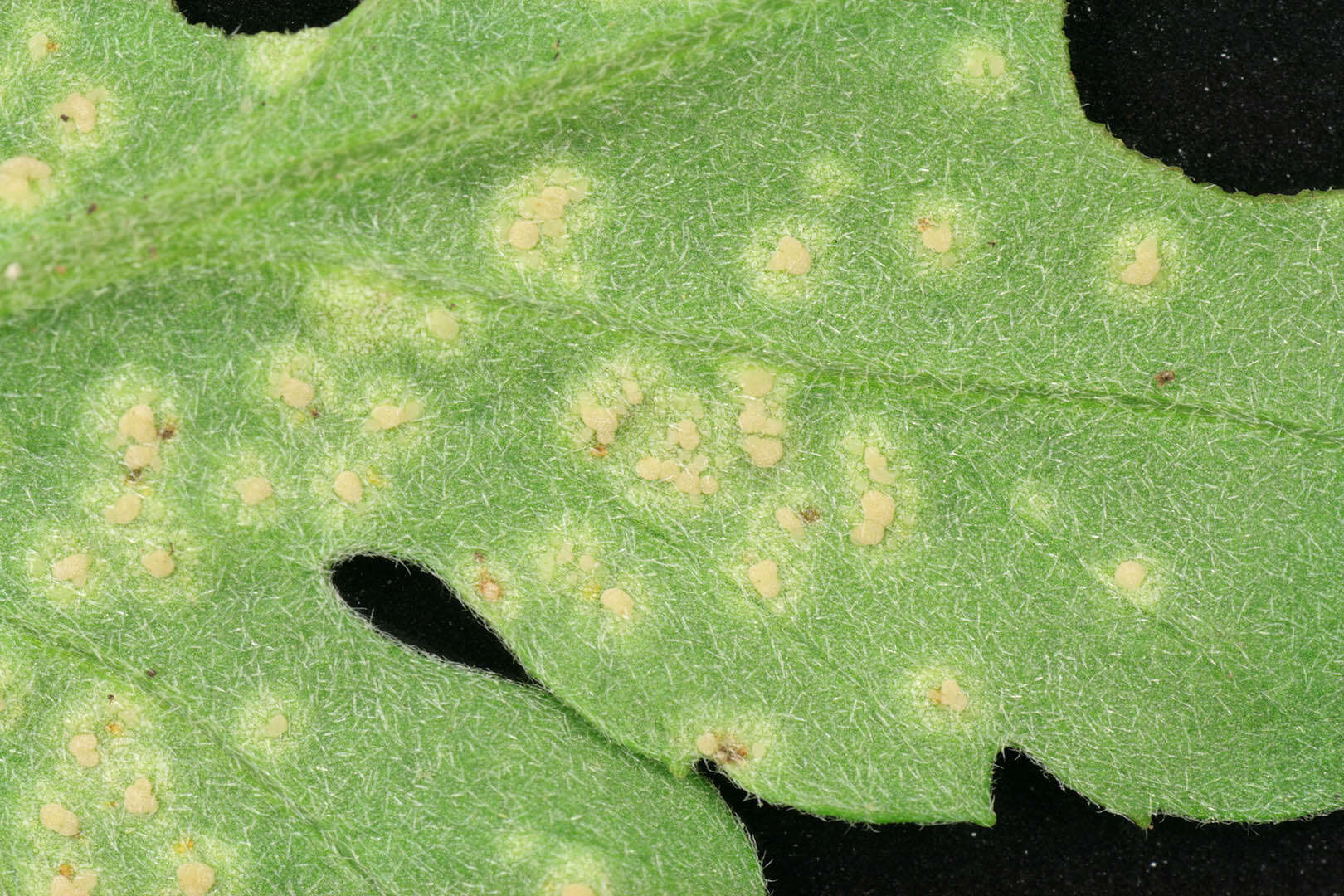 Sivun Puccinia horiana Henn. 1901 kuva