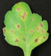 Sivun Puccinia horiana Henn. 1901 kuva