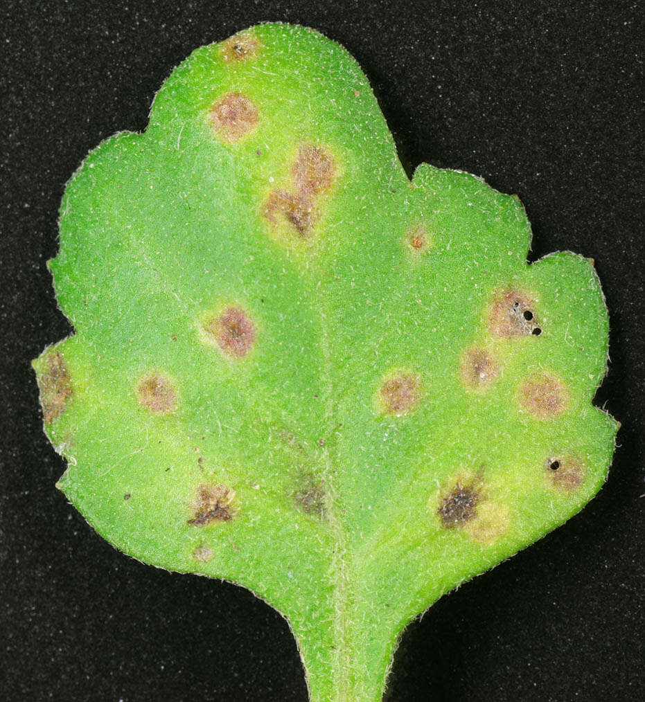 Imagem de Puccinia horiana Henn. 1901