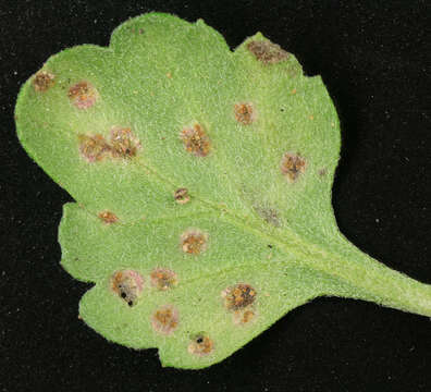 Sivun Puccinia horiana Henn. 1901 kuva