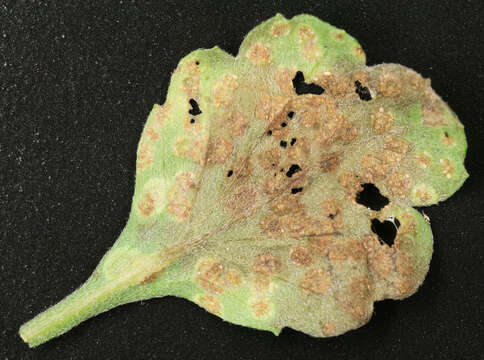 Sivun Puccinia horiana Henn. 1901 kuva