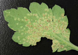 Imagem de Puccinia horiana Henn. 1901