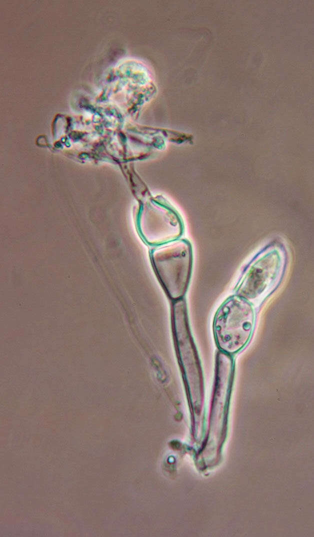 Imagem de Puccinia horiana Henn. 1901