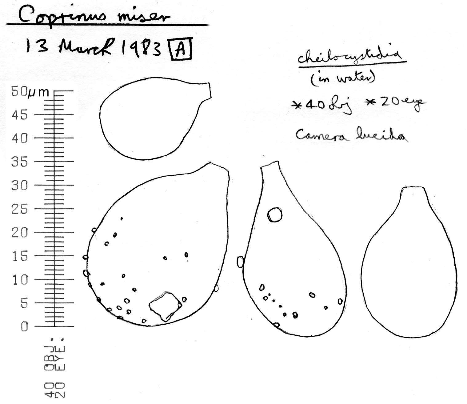 Image of Parasola misera (P. Karst.) Redhead, Vilgalys & Hopple 2001