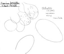 Image of Coprinopsis foetidella (P. D. Orton) A. Ruiz & G. Muñoz 2016