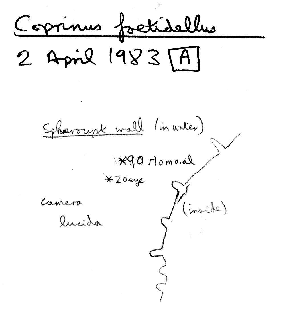 Image of Coprinopsis foetidella (P. D. Orton) A. Ruiz & G. Muñoz 2016