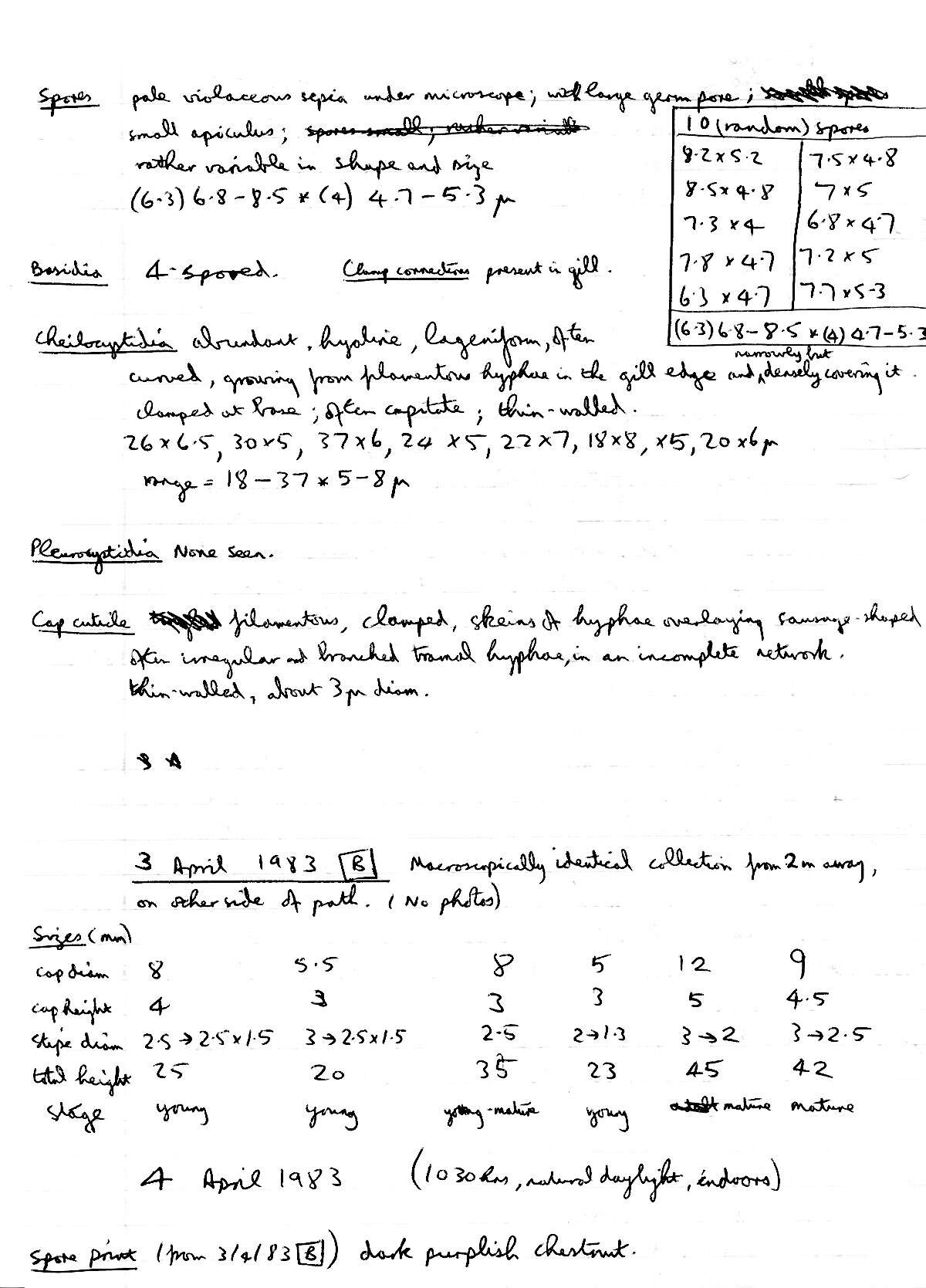 Image of Deconica montana (Pers.) P. D. Orton 1960