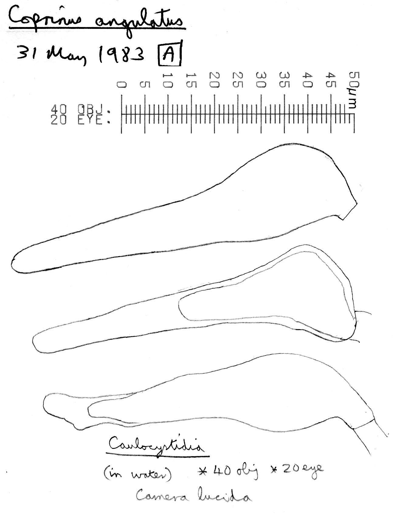 Image of Coprinellus angulatus (Peck) Redhead, Vilgalys & Moncalvo 2001