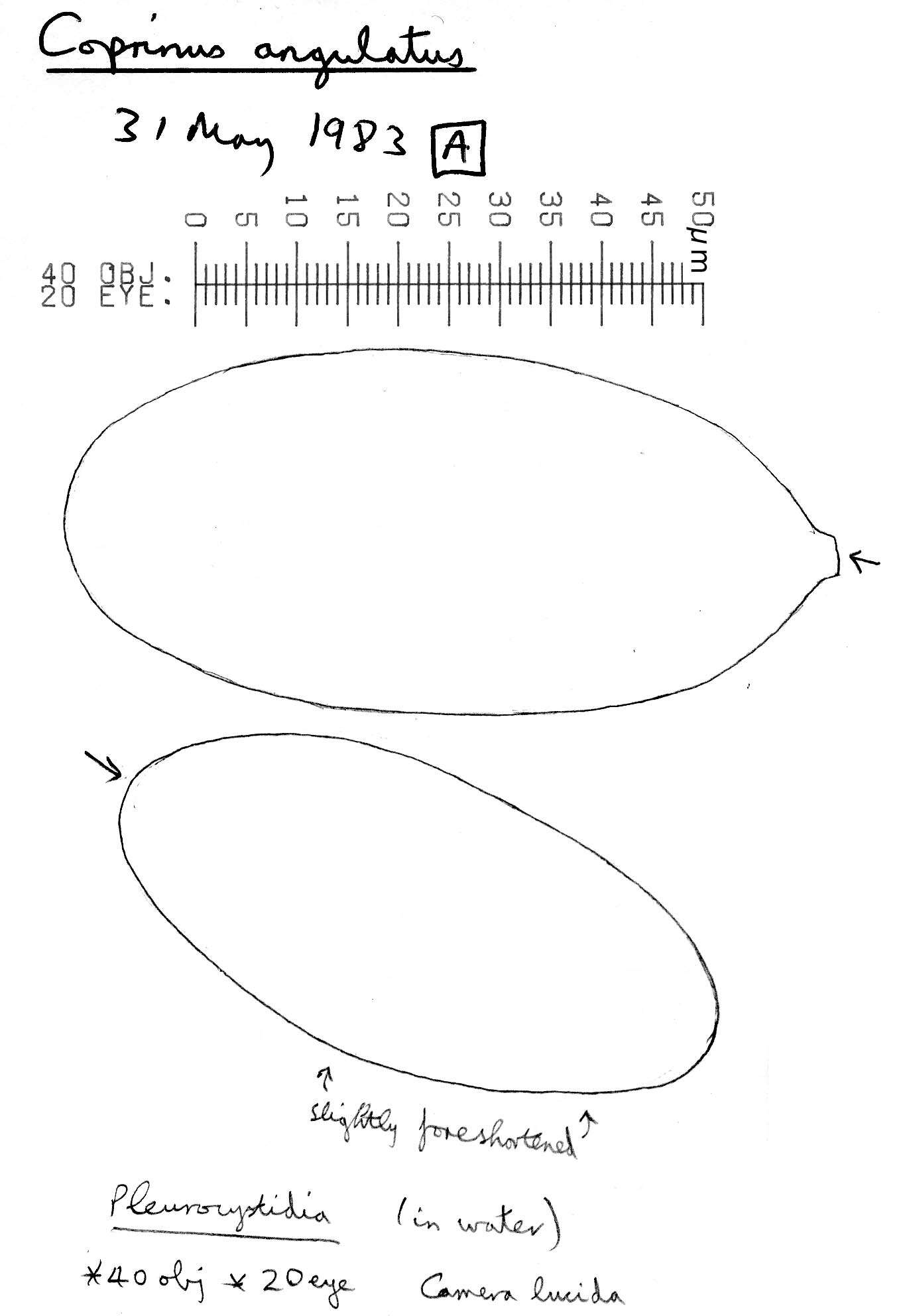 Image of Coprinellus angulatus (Peck) Redhead, Vilgalys & Moncalvo 2001