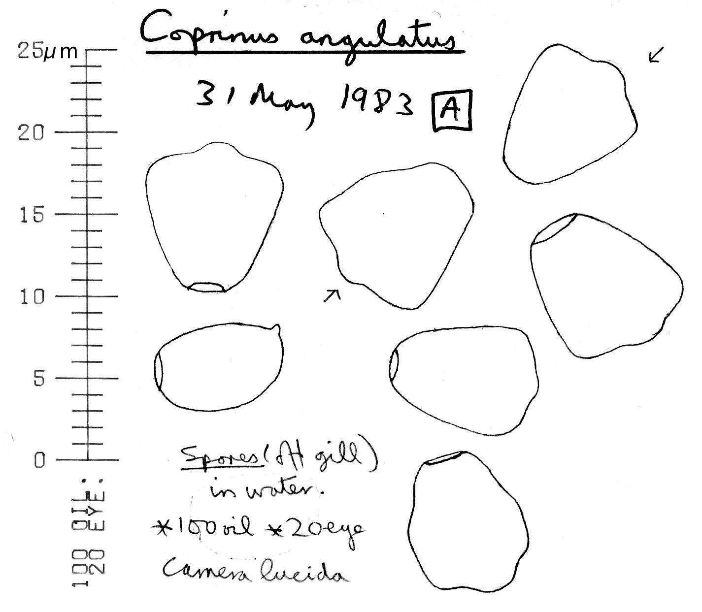 Image of Coprinellus angulatus (Peck) Redhead, Vilgalys & Moncalvo 2001