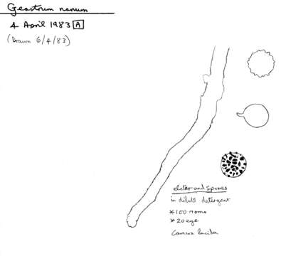 Image of Geastrum schmidelii Vittad. 1842