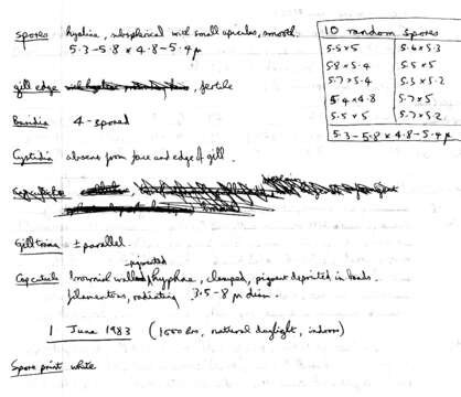 Image of Tephrocybe anthracophila (Lasch) P. D. Orton 1969