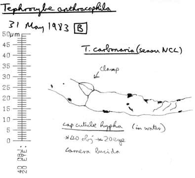 Tephrocybe anthracophila (Lasch) P. D. Orton 1969 resmi