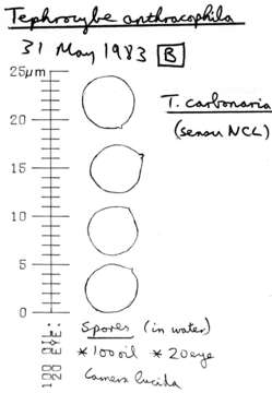 Image of Tephrocybe anthracophila (Lasch) P. D. Orton 1969