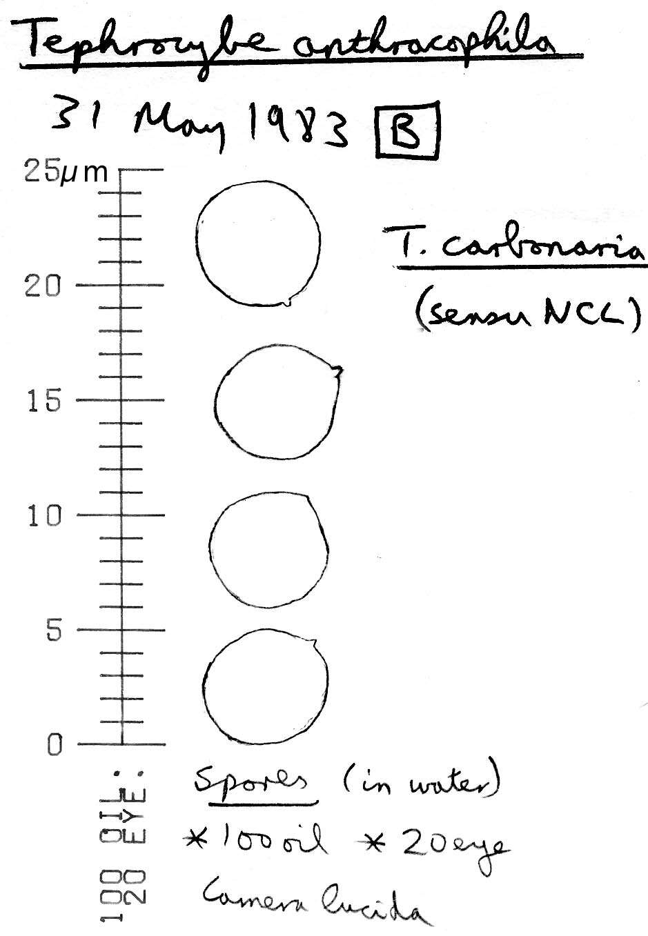 Image of Tephrocybe anthracophila (Lasch) P. D. Orton 1969