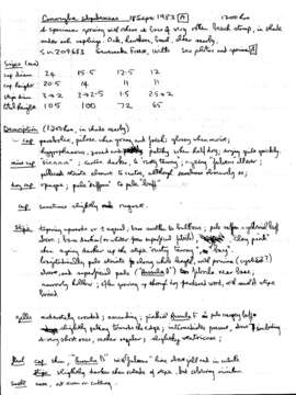 Image of Conocybe subpubescens P. D. Orton 1960