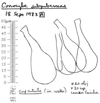 Image of Conocybe subpubescens P. D. Orton 1960