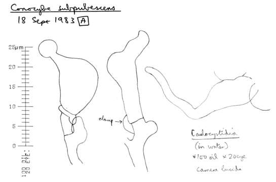 Image of Conocybe subpubescens P. D. Orton 1960