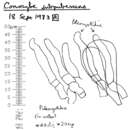 Conocybe subpubescens P. D. Orton 1960 resmi