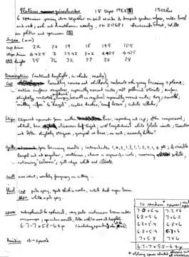 Image of Pluteus griseoluridus P. D. Orton 1984