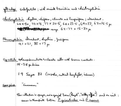 Image of Pluteus griseoluridus P. D. Orton 1984