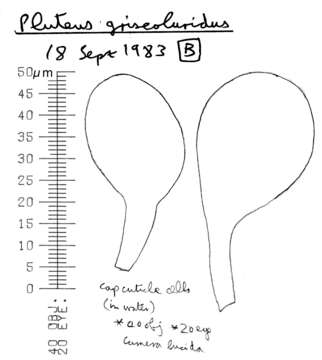 Image of Pluteus griseoluridus P. D. Orton 1984