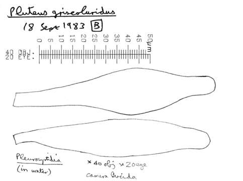 Image of Pluteus griseoluridus P. D. Orton 1984