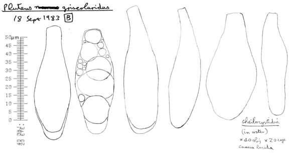 Image of Pluteus griseoluridus P. D. Orton 1984