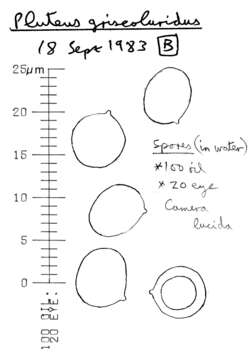 Image of Pluteus griseoluridus P. D. Orton 1984