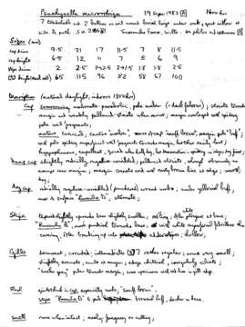 Imagem de Psathyrella microrhiza (Lasch) Konrad & Maubl. 1949