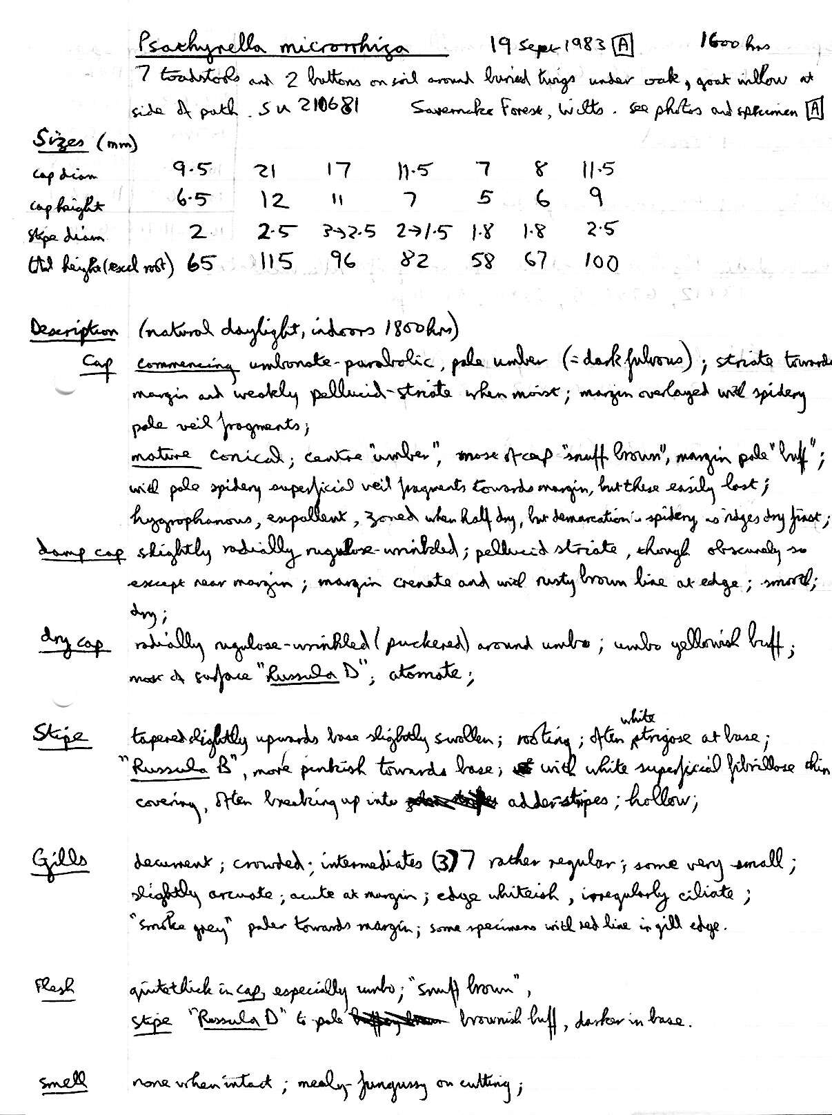 Image of Psathyrella microrhiza (Lasch) Konrad & Maubl. 1949