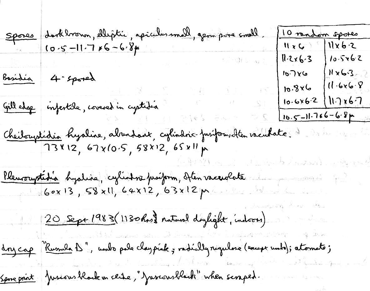 Imagem de Psathyrella microrhiza (Lasch) Konrad & Maubl. 1949