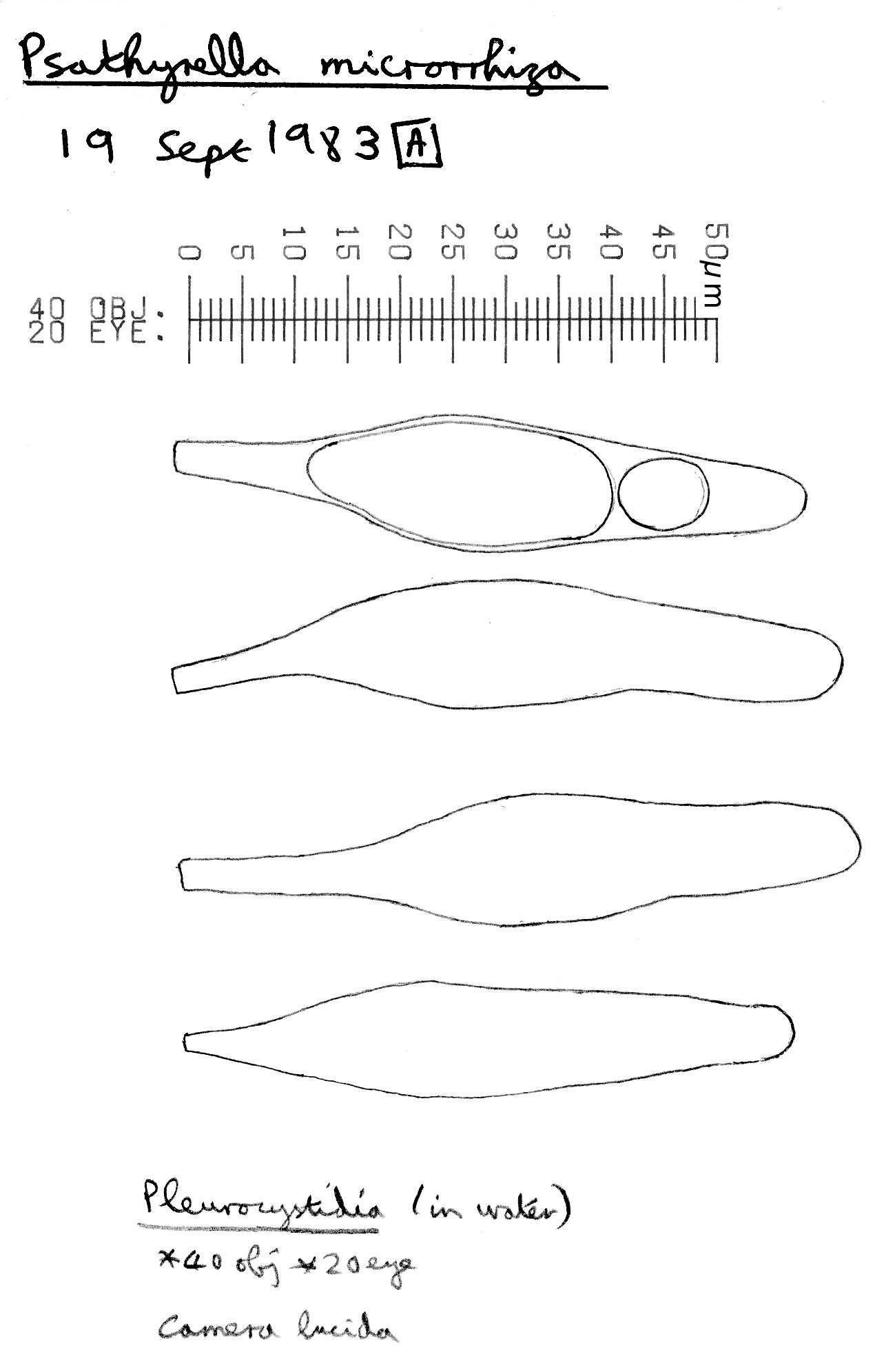 Imagem de Psathyrella microrhiza (Lasch) Konrad & Maubl. 1949