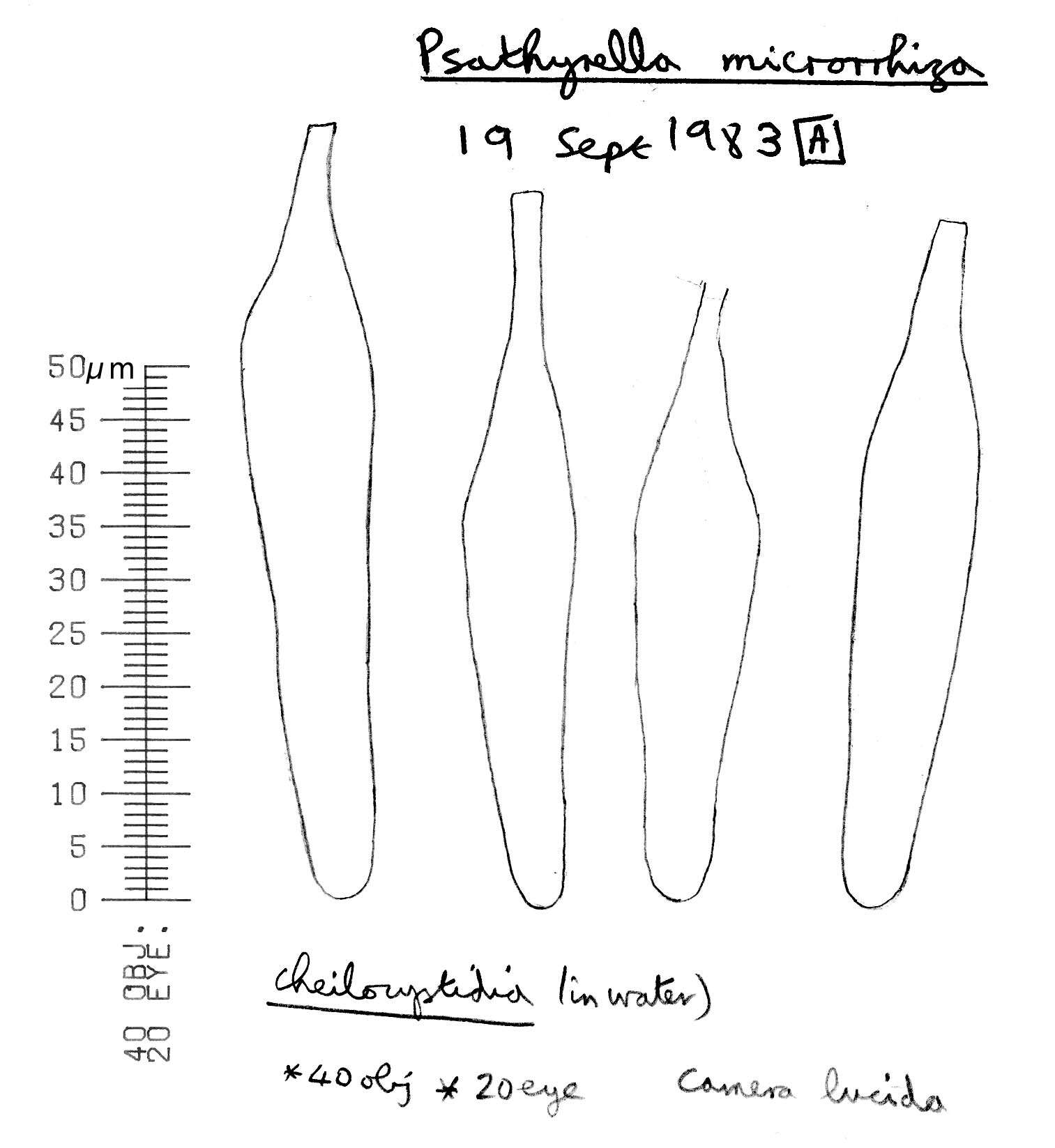 Image de Psathyrella microrhiza (Lasch) Konrad & Maubl. 1949