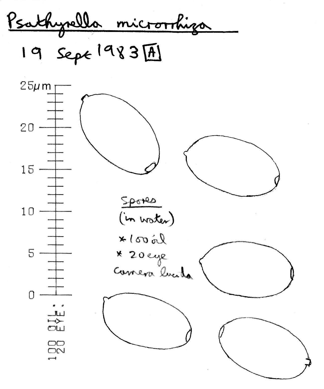 Image de Psathyrella microrhiza (Lasch) Konrad & Maubl. 1949