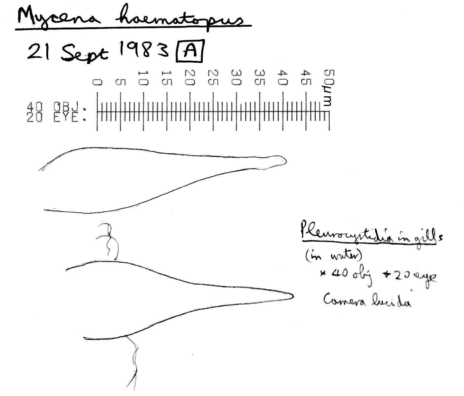 Image of Mycena haematopus (Pers.) P. Kumm. 1871