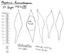 Image of Mycena haematopus (Pers.) P. Kumm. 1871