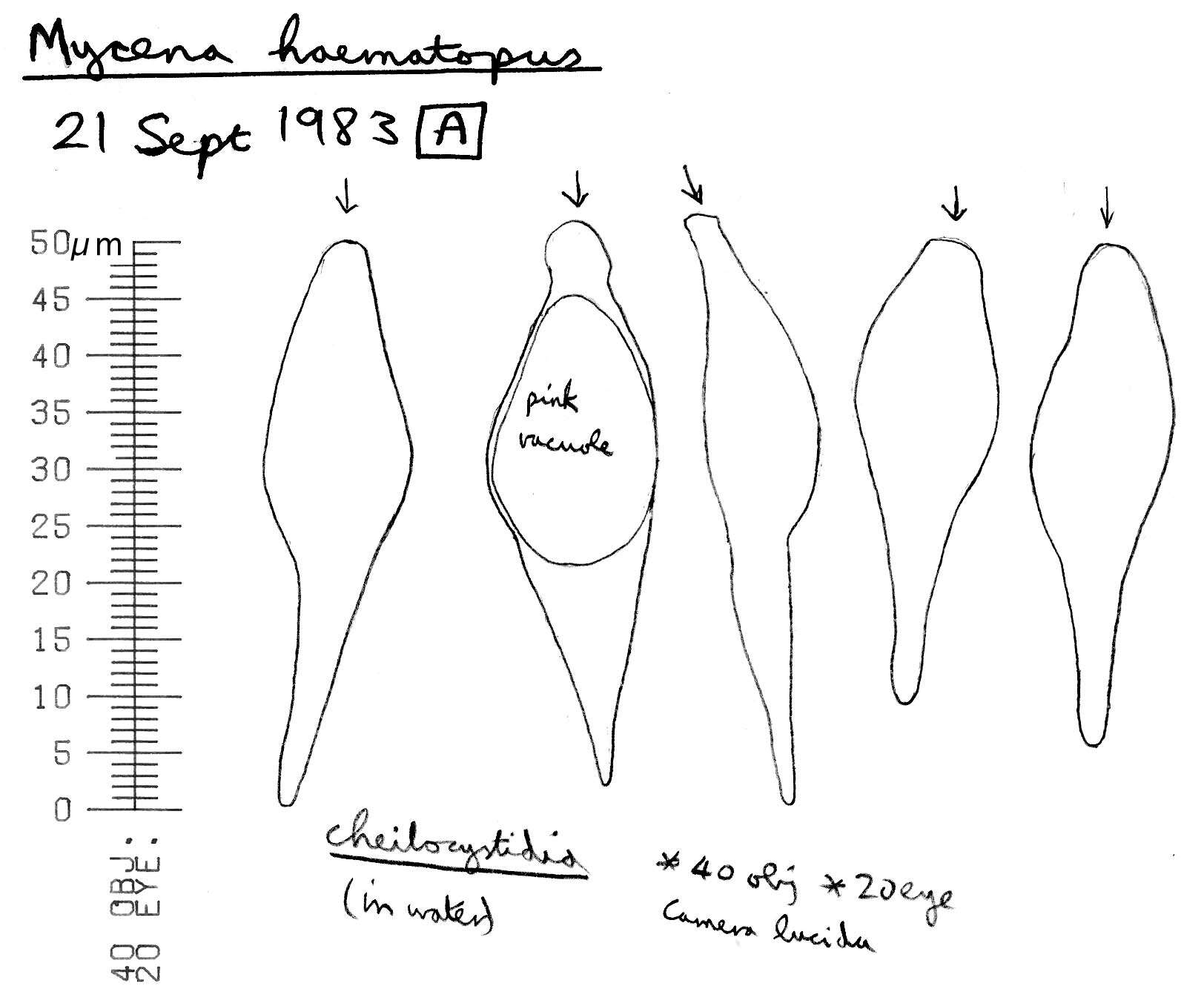 Image of Mycena haematopus (Pers.) P. Kumm. 1871