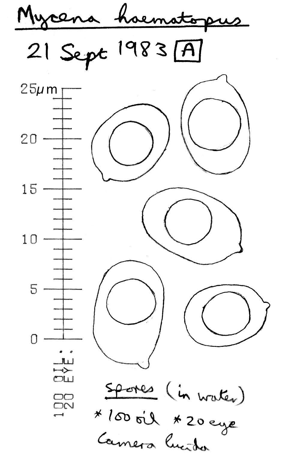 Image of Mycena haematopus (Pers.) P. Kumm. 1871