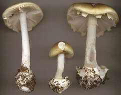 Image of Death cap