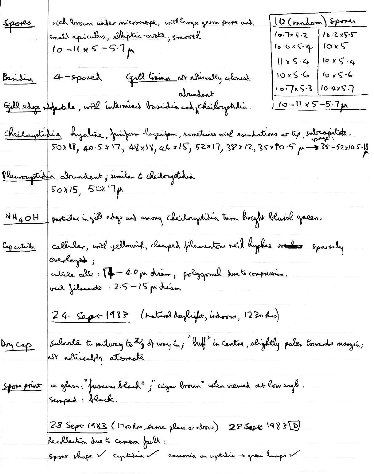 Image of Psathyrella lutensis (Romagn.) Bon 1983