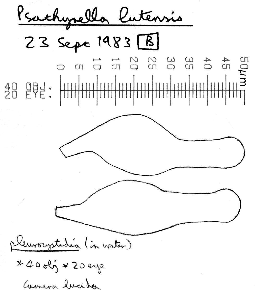 Image of Psathyrella lutensis (Romagn.) Bon 1983