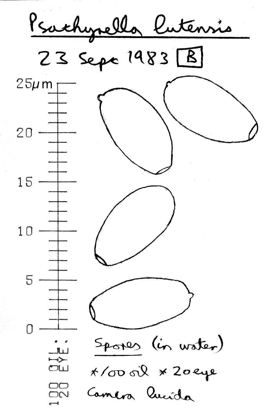 Image of Psathyrella lutensis (Romagn.) Bon 1983