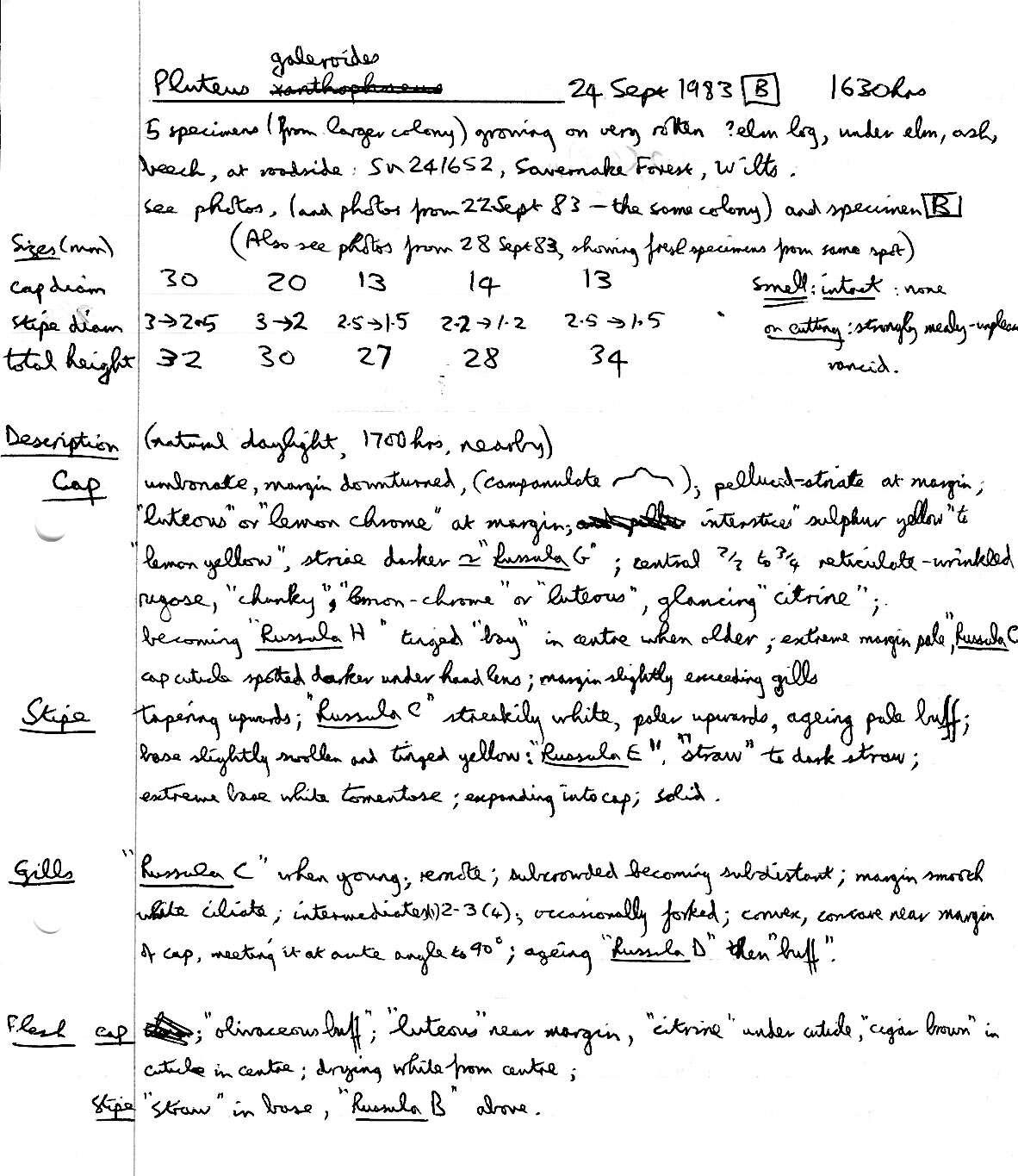 Imagem de Pluteus chrysophaeus (Schaeff.) Quél. 1872