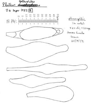 Image of Pluteus chrysophaeus (Schaeff.) Quél. 1872